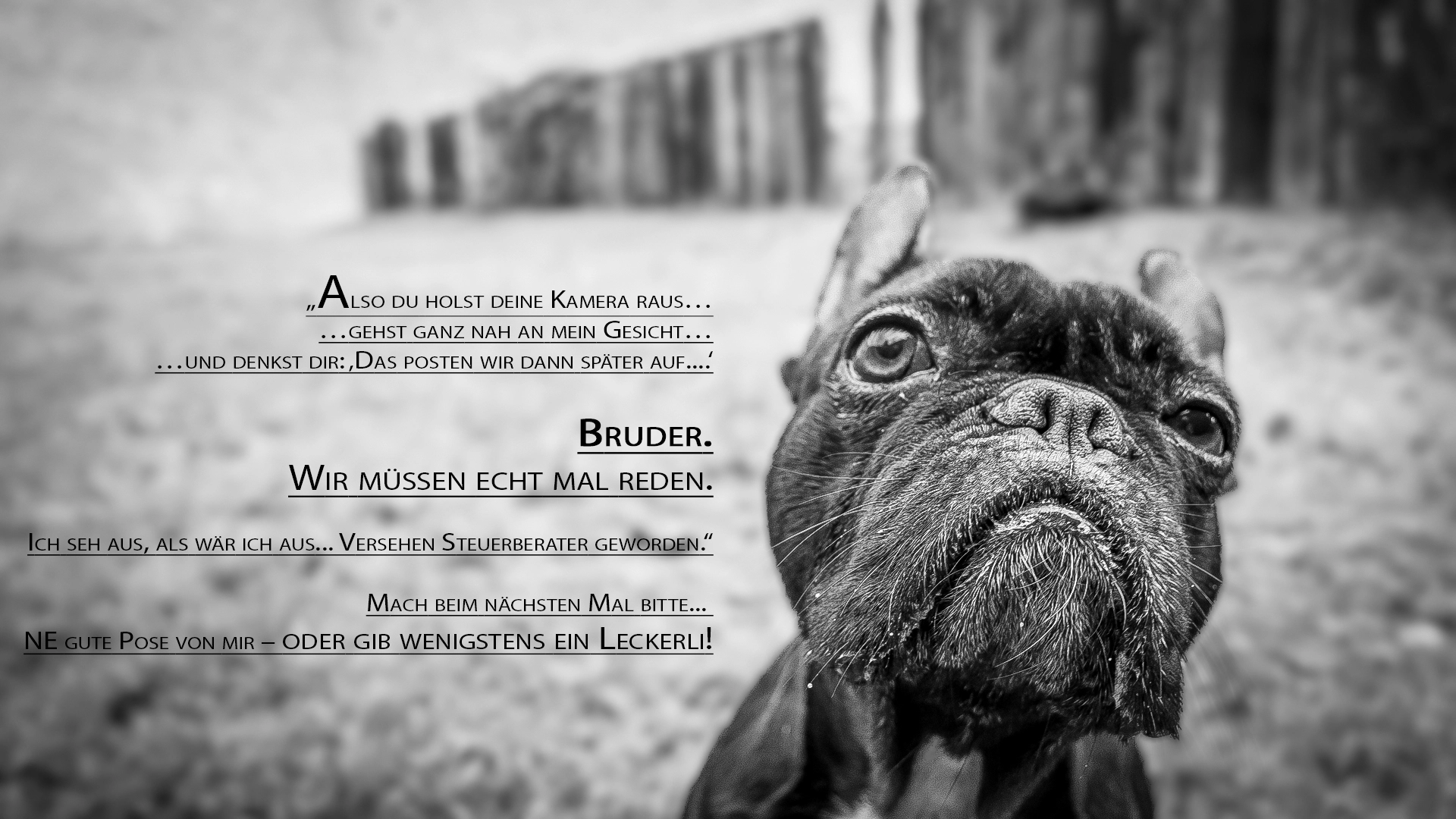 Nahaufnahme eines schwarz-weiß French Bulldogs, der direkt in die Kamera schaut. Über dem Hund steht in Textform ein humorvoller Spruch aus der Perspektive des Hundes, der sagt: 'Also du holst deine Kamera raus... gehst ganz nah an mein Gesicht... und denkst dir: Das posten wir dann später auf... Bruder. Wir müssen echt mal reden. Ich seh aus, als wär ich aus... Versehen Steuerberater geworden.' Darunter steht: 'Mach beim nächsten Mal bitte... ne gute Pose von mir – oder gib wenigstens ein Leckerli!' Der Hintergrund ist unscharf und zeigt eine Art Garten oder umzäunten Bereich.